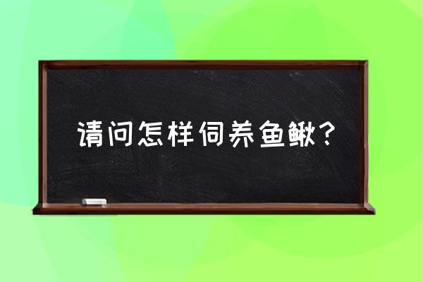 饲料泥鳅怎么消毒 请问怎样伺养鱼鳅？