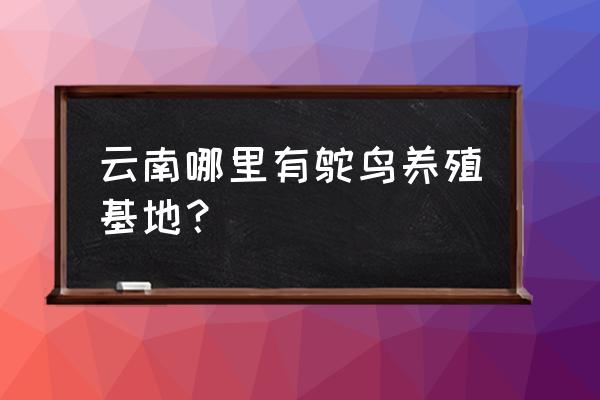 云南哪里有珍禽养殖场 云南哪里有鸵鸟养殖基地？