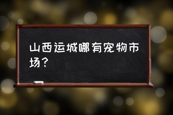 运城有几个宠物店买布丁鼠 山西运城哪有宠物市场？