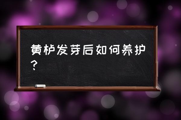 绿化种植黄卢怎样养护 黄栌发芽后如何养护？