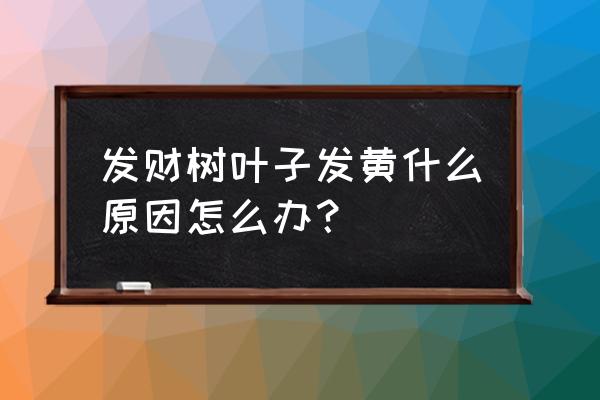 室内发财树黄叶是什么原因 发财树叶子发黄什么原因怎么办？