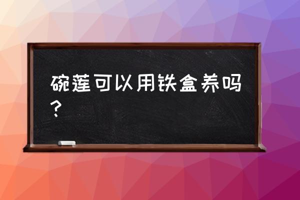 铁盒做花盆怎么处理 碗莲可以用铁盒养吗？