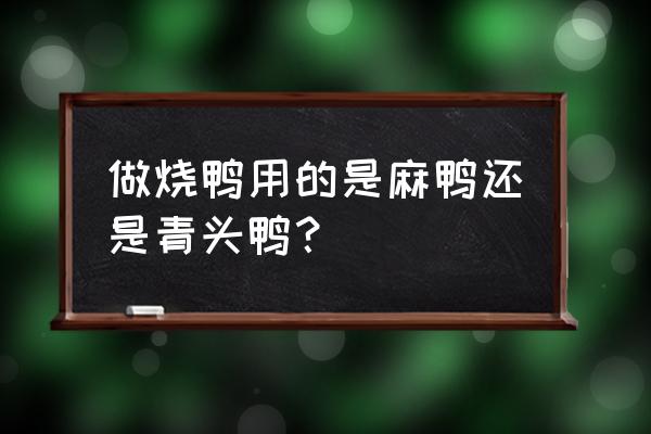 烤鸭的鸭子什么品种 做烧鸭用的是麻鸭还是青头鸭？