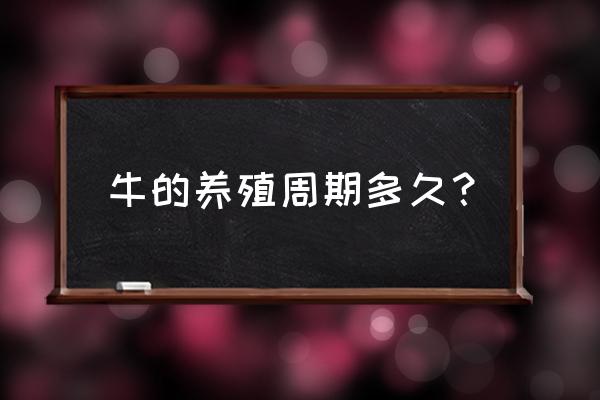 养牛一年能出栏吗 牛的养殖周期多久？