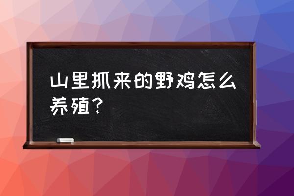 野鸡生态养殖知多少 山里抓来的野鸡怎么养殖？