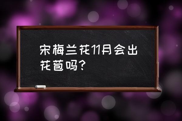 兰花几份开始长花蕾 宋梅兰花11月会出花苞吗？