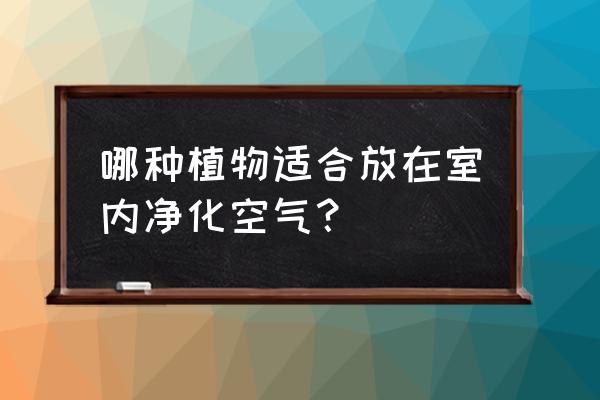 室内净化空气养什么植物 哪种植物适合放在室内净化空气？