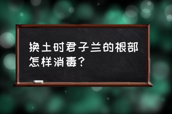 君子兰花土怎么消毒 换土时君子兰的根部怎样消毒？