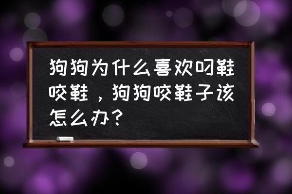 小狗为什么老是咬鞋子 狗狗为什么喜欢叼鞋咬鞋，狗狗咬鞋子该怎么办？