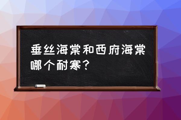 最耐寒的海棠品种是什么 垂丝海棠和西府海棠哪个耐寒？