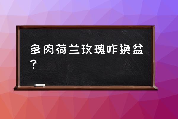 荷兰小玫瑰怎么养 多肉荷兰玫瑰咋换盆？