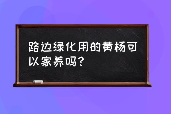 绿化的小叶黄杨可以做盆景吗 路边绿化用的黄杨可以家养吗？