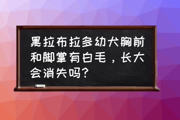 黑色拉布拉多胸前有白毛纯吗 黑拉布拉多幼犬胸前和脚掌有白毛，长大会消失吗？