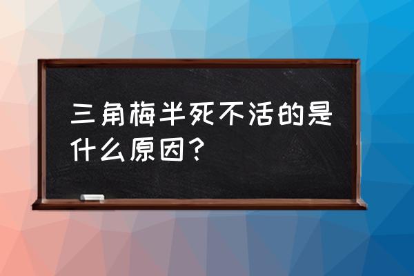 三角梅为什么养不活 三角梅半死不活的是什么原因？