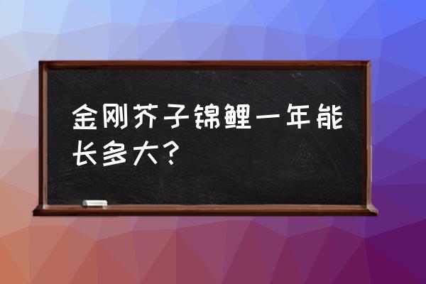 锦鲤喂鱼饲料一年能长多少 金刚芥子锦鲤一年能长多大？