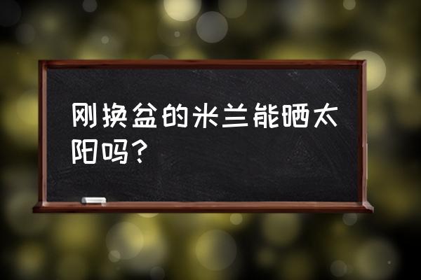 米兰花换盆后多久能见阳光 刚换盆的米兰能晒太阳吗？