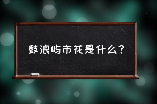 三角梅是不是厦门市花 鼓浪屿市花是什么？