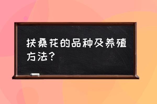 桑家花卉有啥品种的花 扶桑花的品种及养殖方法？