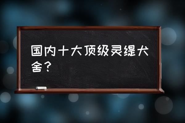 上海犬舍民义宠物狗养殖场怎么样 国内十大顶级灵缇犬舍？