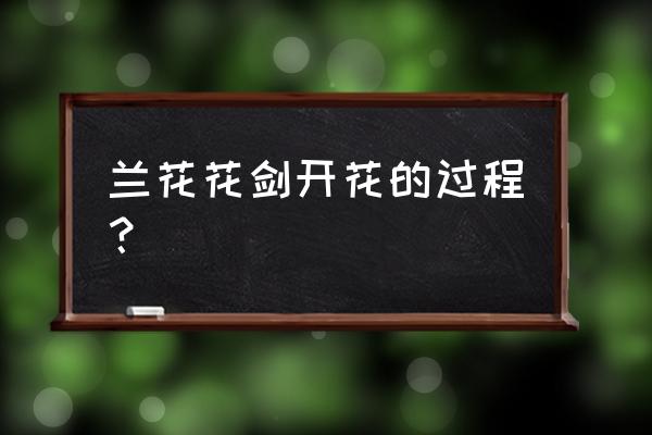 兰花怎么从花剑看花 兰花花剑开花的过程？