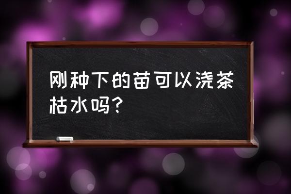 果树刚发芽交什么水好 刚种下的苗可以浇茶枯水吗？