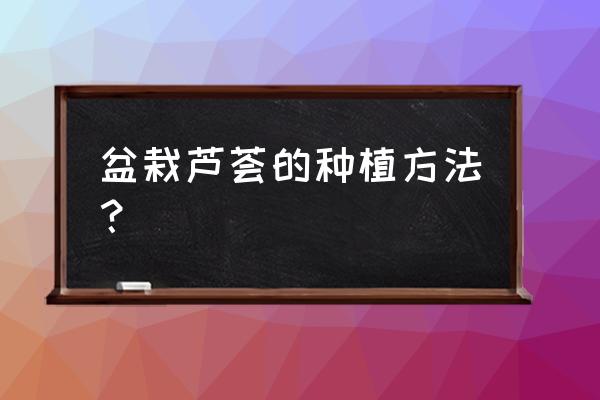 芦荟盆栽怎么养才能成活啊 盆栽芦荟的种植方法？