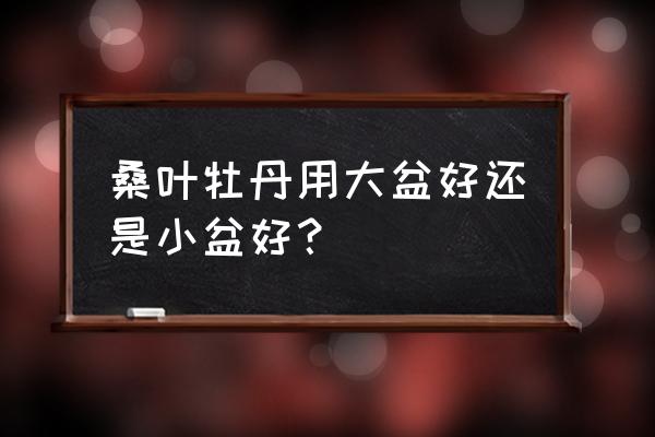 开春后桑叶牡丹可用复合肥吗 桑叶牡丹用大盆好还是小盆好？