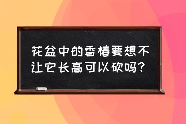 香椿树一个劲长高怎么办 花盆中的香椿要想不让它长高可以砍吗？