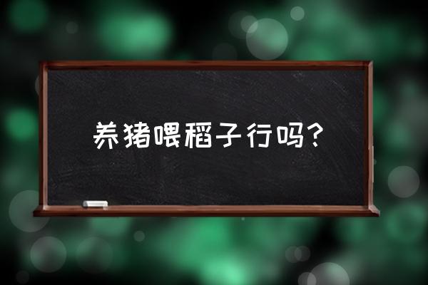 米糠喂猪最佳方法 养猪喂稻子行吗？