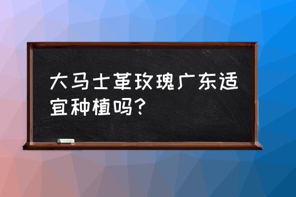 大马士革玫瑰盆栽养殖方法 大马士革玫瑰广东适宜种植吗？