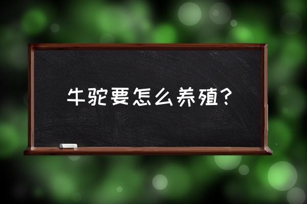 牦牛的年龄是根据什么判断的 牛驼要怎么养殖？