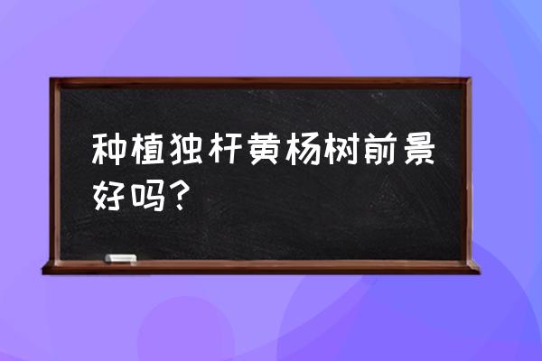 黄杨这几年销路怎样 种植独杆黄杨树前景好吗？