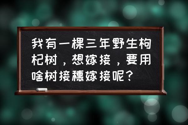 枸杞苗怎样育苗 我有一棵三年野生枸杞树，想嫁接，要用啥树接穗嫁接呢？