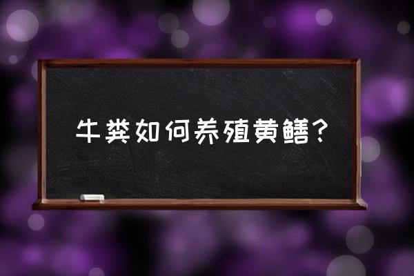 钓鱼人怎样用牛粪养蚯蚓 牛粪如何养殖黄鳝？