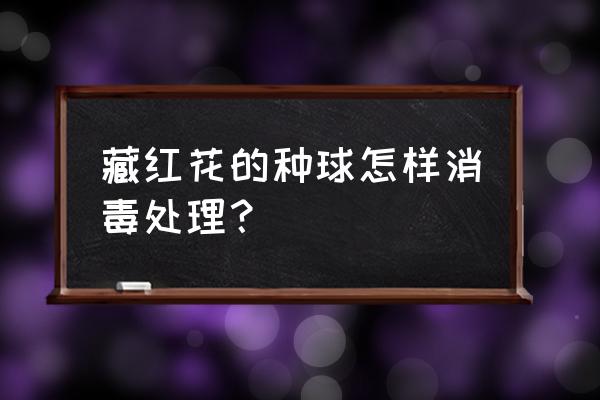 藏红花开花后又枯萎了怎么回事 藏红花的种球怎样消毒处理？