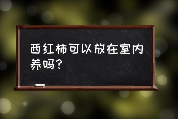 番茄苗在室内怎样种植 西红柿可以放在室内养吗？