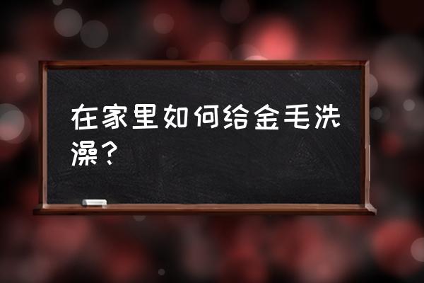 金毛犬洗澡的正确方法 在家里如何给金毛洗澡？