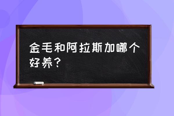 养一只阿拉斯加要多少钱 金毛和阿拉斯加哪个好养？