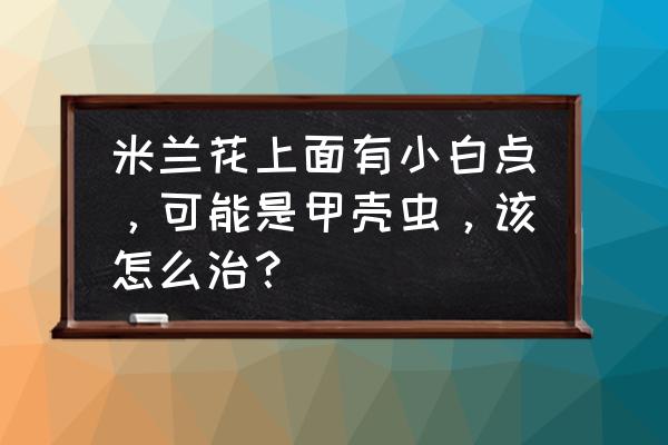 乐果f1蓝牙音响怎么老是死机 米兰花上面有小白点，可能是甲壳虫，该怎么治？