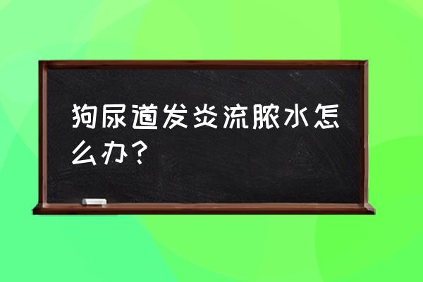 狗狗伤口感染流脓了怎么处理 狗尿道发炎流脓水怎么办？