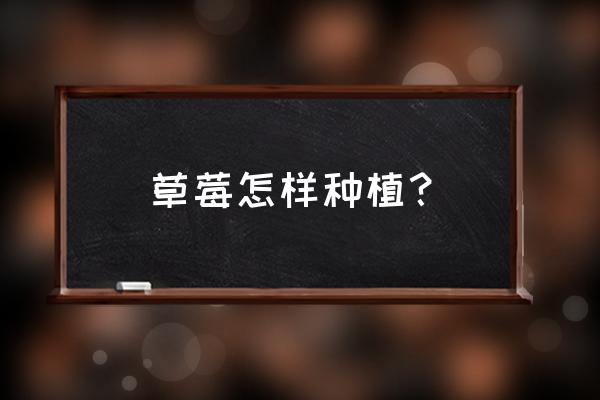 家庭盆栽草莓养护方法 草莓怎样种植？