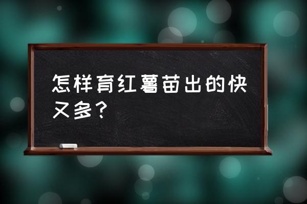 种红薯的几个最佳时间 怎样育红薯苗出的快又多？