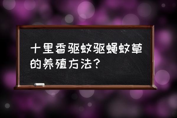 驱蚊草叶子怎么越养越小呢 十里香驱蚊驱蝇蚊草的养殖方法？