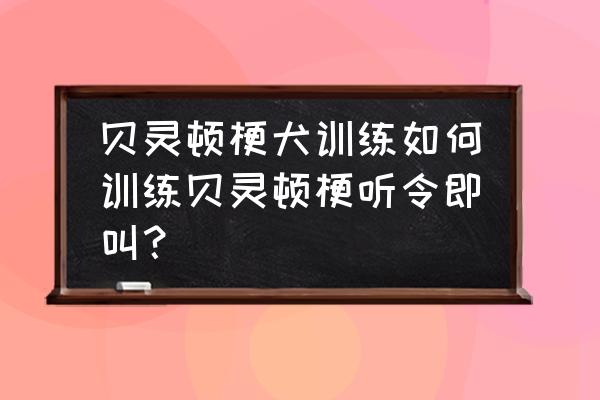 飞盘狗训练基础入门 贝灵顿梗犬训练如何训练贝灵顿梗听令即叫？