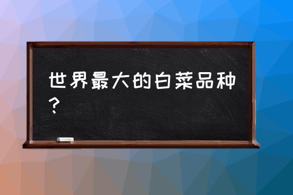 大白菜哪个品种长得大 世界最大的白菜品种？