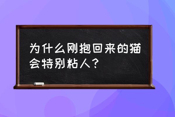 猫特别粘人是为什么 为什么刚抱回来的猫会特别粘人？