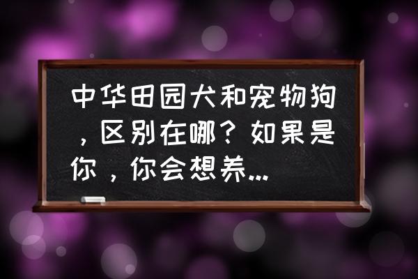 中华田园犬优点和缺点 中华田园犬和宠物狗，区别在哪？如果是你，你会想养哪种狗？