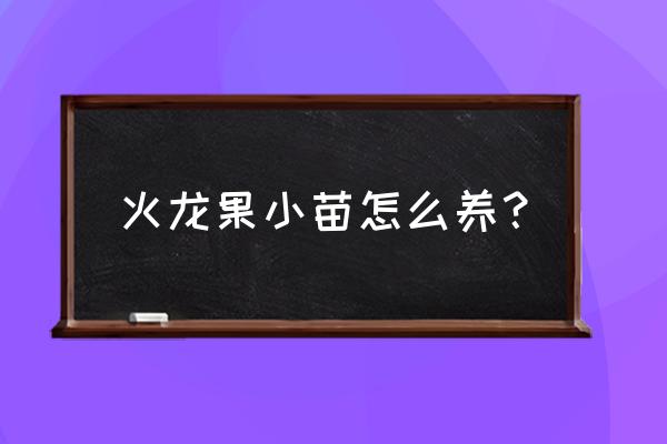 火龙果小苗怎么浇水 火龙果小苗怎么养？