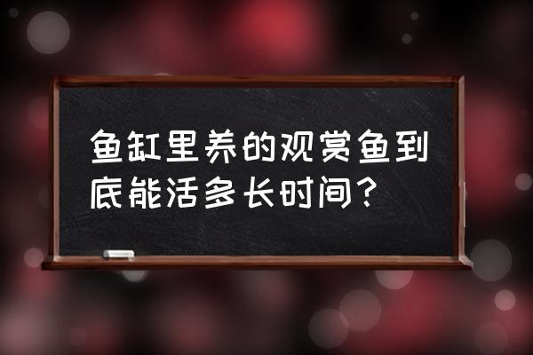 观赏鱼狗鱼怎么养 鱼缸里养的观赏鱼到底能活多长时间？