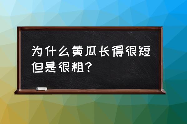 黄瓜苗怎么能长得粗壮 为什么黄瓜长得很短但是很粗？